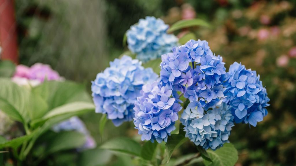 Gartentipps: Hortensien düngen: Warum Kaffeesatz nicht alle Blütenträume erfüllen kann
