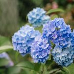Gartentipps: Hortensien düngen: Warum Kaffeesatz nicht alle Blütenträume erfüllen kann
