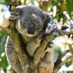 Tödlicher Krankheitserreger: Australien lässt Koalas bald gegen Chlamydien impfen