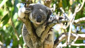 Tödlicher Krankheitserreger: Australien lässt Koalas bald gegen Chlamydien impfen