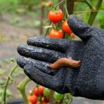 Sommersaison: Bio-Schneckenkorn für 10 statt 17 Euro: Garten-Angebote am Freitag