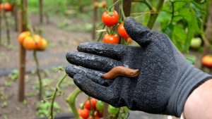 Sommersaison: Bio-Schneckenkorn für 10 statt 17 Euro: Garten-Angebote am Freitag