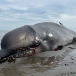 Nord- und Ostsee: Erschossener Wal auf Sylt: Warum so viele Meeressäuger sterben