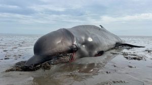 Nord- und Ostsee: Erschossener Wal auf Sylt: Warum so viele Meeressäuger sterben