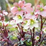 Kalte Jahreszeit: Wie Sie mit winterharten Stauden ein Blütenmeer in den Garten zaubern