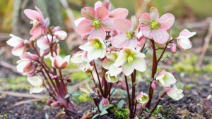 Kalte Jahreszeit: Wie Sie mit winterharten Stauden ein Blütenmeer in den Garten zaubern
