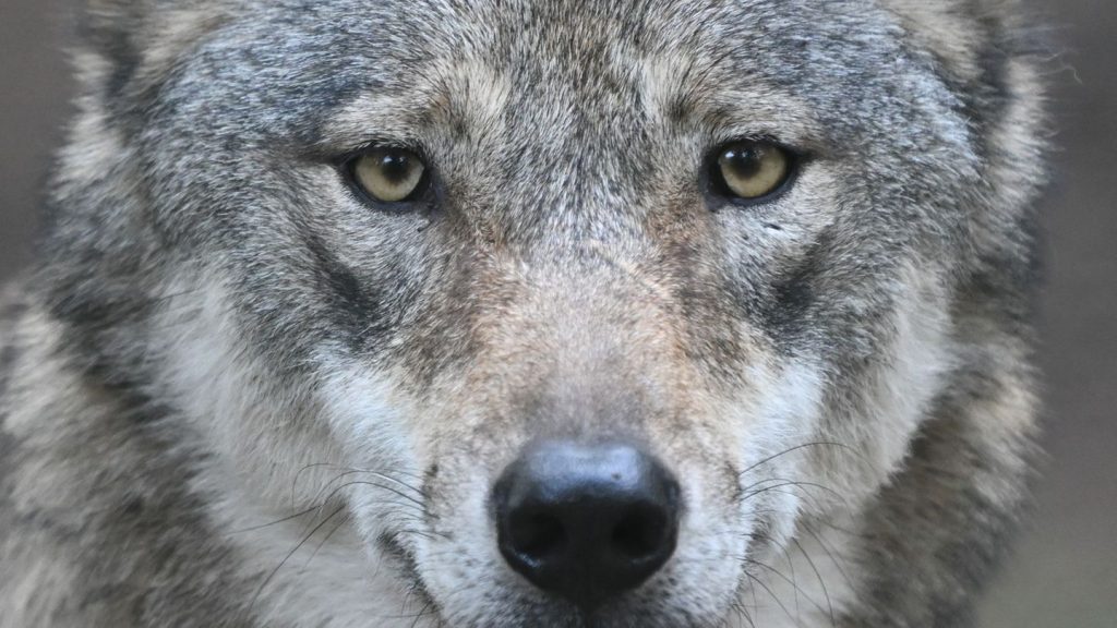 Wildtiere: Wie steht es um den Wolf in Hessen?