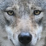 Wildtiere: Wie steht es um den Wolf in Hessen?