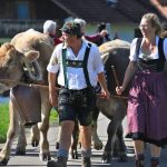 Almwirtschaft: Älpler blicken auf turbulenten Bergsommer zurück