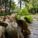 Wetter: Orkanböen in Baden-Württemberg – Straßen gesperrt, Verletzte
