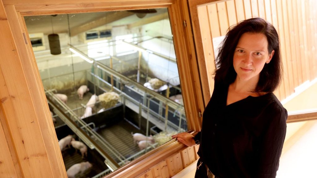 Tierhaltung: KI geht in die Schweinesprachschule - für mehr Tierwohl