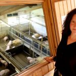 Tierhaltung: KI geht in die Schweinesprachschule - für mehr Tierwohl