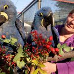 Tiere in MV: Erster Nachwuchs bei den Hyazintharas im Vogelpark Marlow
