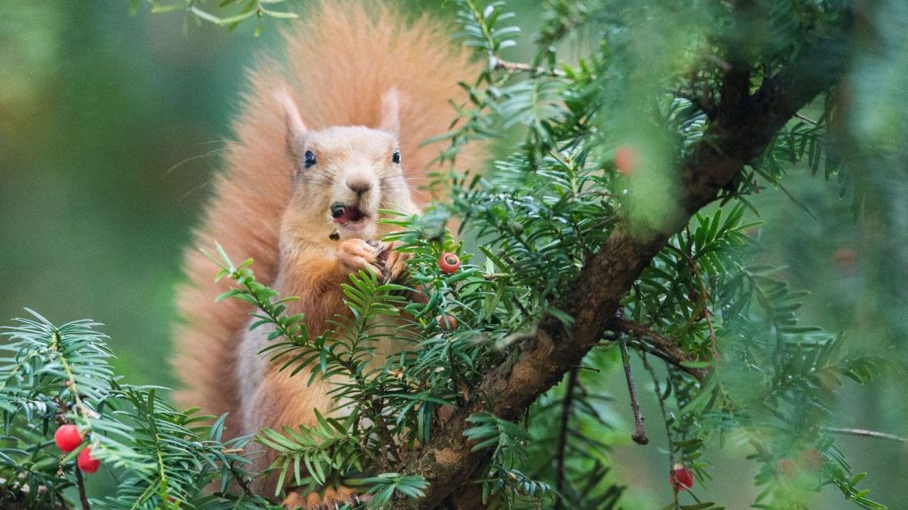 Tiere: Das Eichhörnchen, der unsichtbare Patient