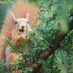 Tiere: Das Eichhörnchen, der unsichtbare Patient