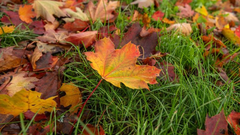Wetterbericht: Wolkig und nass - Südwesten startet grau in die Woche