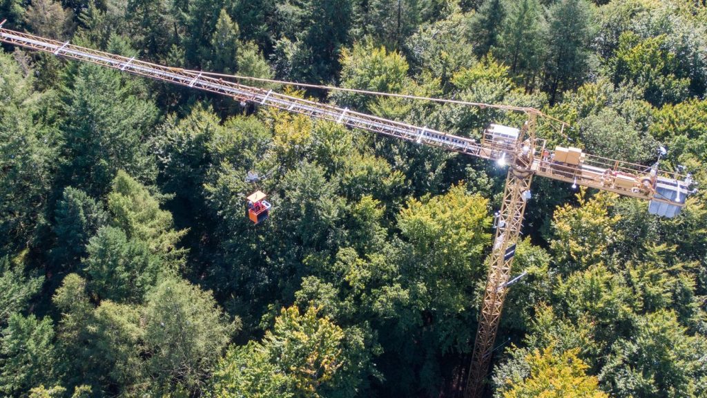 Luftige Höhen: Lärche hält Siesta – mediterranes Wachstum im Nordosten