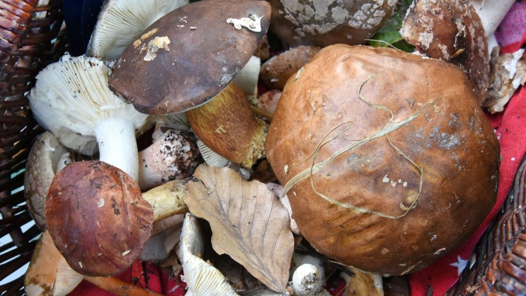 Umwelt: Pilzsaison in Sachsen verläuft schleppend