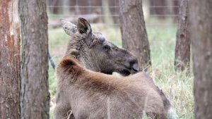 Natur: Elch sorgt für Aufsehen im Schwarzwald - Herkunft unklar