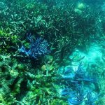 Kongress der Weltnaturschutzunion in Abu Dhabi begonnen