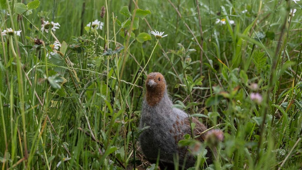 Vogelschutz: Bedrohtes Rebhuhn zum Vogel des Jahres 2026 gewählt