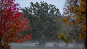 Wetter: Herbstliches Wochenende bringt Nebel und Sonne