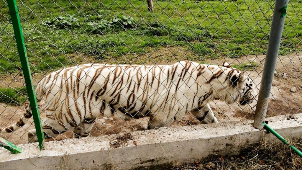 Überschwemmungen: Unwetter in Mexiko: Tiger auf freiem Fuß