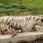 Überschwemmungen: Unwetter in Mexiko: Tiger auf freiem Fuß