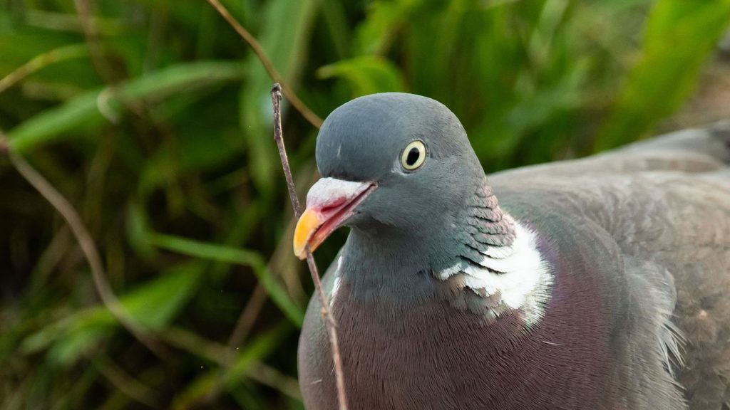 Tierquälerei: Pommes gefressen: Mann tritt Taube tot