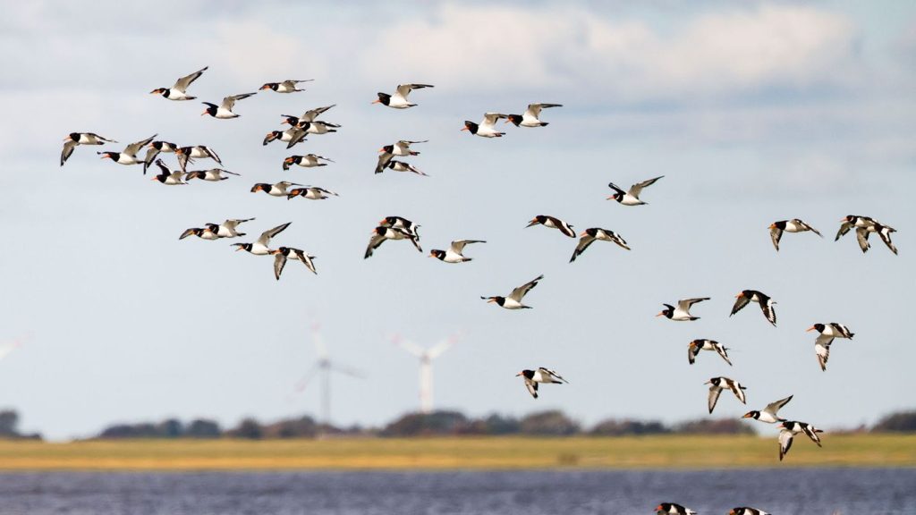 Umweltschutz: Wattenmeer stärker bedroht: Klimawandel und Windparks
