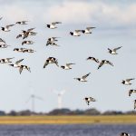 Umweltschutz: Wattenmeer stärker bedroht: Klimawandel und Windparks