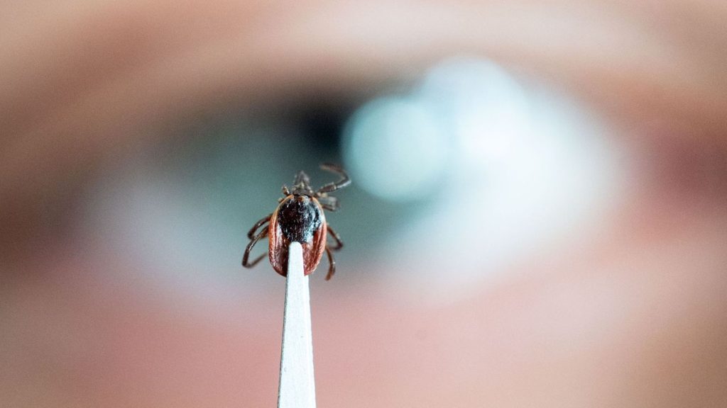 Überträger von Krankheiten: Mehr als 13.000 Borreliose-Fälle in Hessen