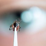 Überträger von Krankheiten: Mehr als 13.000 Borreliose-Fälle in Hessen