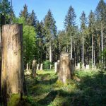 Waldkraiburg: Polizisten retten verirrten 88-Jährigen im Wald