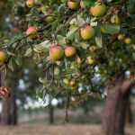 Heimisches Obst: Viele Äpfel dank Streuobstwiesen - nur wohin damit?