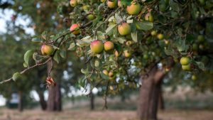 Heimisches Obst: Viele Äpfel dank Streuobstwiesen - nur wohin damit?