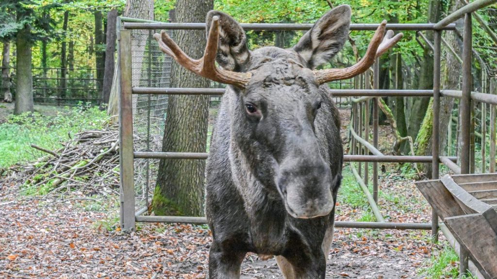 Tiere: Nach Tagen im Schwarzwald: Elch Erwin wieder im Wildpark