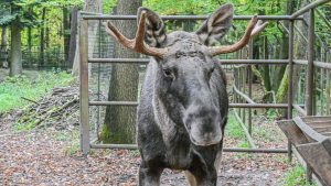 Tiere: Nach Tagen im Schwarzwald: Elch Erwin wieder im Wildpark