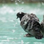 Tierquälerei: Taube totgetreten – Ermittlungen nach Tierschutzgesetz