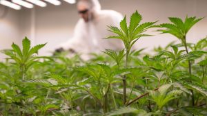Cannabis-Legalisierung: Knapp 100 Cannabis-Anbauvereinigungen in NRW genehmigt