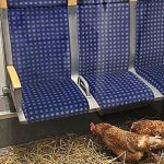 In der ersten Klasse: Hühner in Kölner S-Bahn zurückgelassen