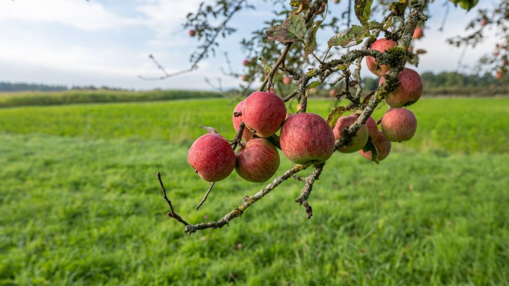 Vorhersage: Nebel und Sonne - DWD erwartet trockenes Herbstwetter