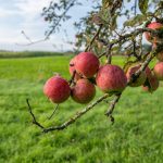 Vorhersage: Nebel und Sonne - DWD erwartet trockenes Herbstwetter