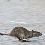 Schädlingsbefall: Rattenplage in Berlin - Tausende Meldungen jedes Jahr
