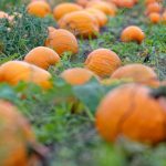 Suppenzutat und Halloween-Deko: Kürbisernte in Baden-Württemberg: Qualität gut, Menge sinkt