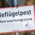 Vogelgrippe: Geflügelpest-Verdacht - Zugang am Stausee Kelbra begrenzt