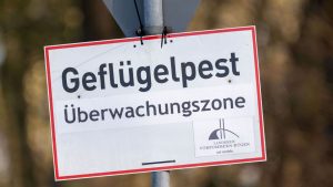 Vogelgrippe: Geflügelpest-Verdacht - Zugang am Stausee Kelbra begrenzt