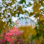 Klimaschutz: Mehr Bäume für Berlin geplant