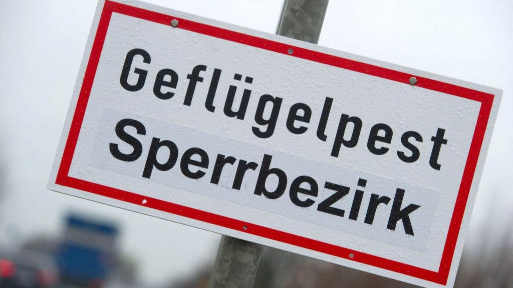 Tierseuche: Geflügelpest breitet sich aus - Sorge bei Landwirten wächst
