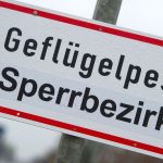 Tierseuche: Geflügelpest breitet sich aus - Sorge bei Landwirten wächst